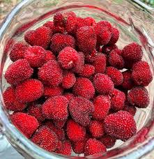 Image result for Rubus rosifolius