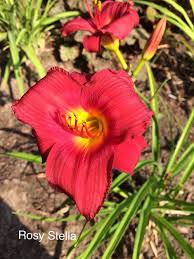 Representing a breeding advancement in red daylilies, this new daylily produces very sunfast, extremely vibrant red flowers with a contrasting yellow eye/throat zone that is visible on all 6 tepals. Q And R Daylilies 2018