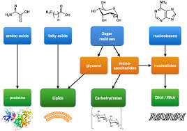 ch103 chapter 8 the major macromolecules chemistry