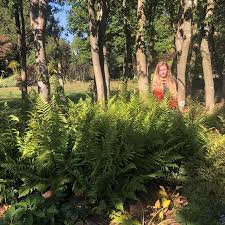 Image result for Dryopteris ruwenzoriensis