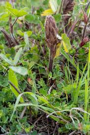Image result for Orobanche minor