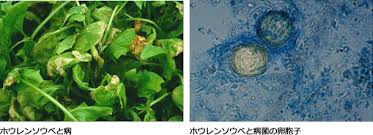 ホウレンソウべと病 病害データベース 種苗事業部 武蔵野種苗園