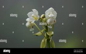 Image result for Eulophia galeoloides