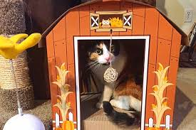 Cat Trilling Why Do Cats Trill And What Does Cat Trilling Mean Christmas Cats Pet News Cat Anatomy