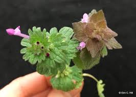 Lamium amplexicaule or henbit if you gotta have a weed this is a cool plant. Spring Blooming Lawn And Garden Weeds A Focus On Winter Annual Identification And Management Gardening In Michigan