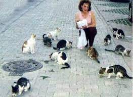 sokaklarda yasayan kediler icin kedi evleri yapimi yakinda havalar sogumaya basliyacak kis gelmek uzere insanlar kimisi odun kedi evi kedi kopek