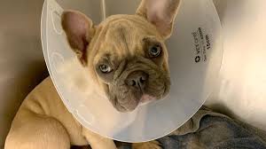 Up to date on shots and dewormer, is vet checked. Dog Rescue Refuses To Turn French Bulldogs Over To Authorities To Be Deported Chicago Tribune