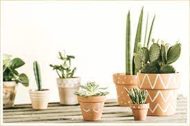 Most cacti feature thick photosynthetic stems and leaves that are modified as spines. 14 Types Of Cactus For Your Home And Garden Ftd Com
