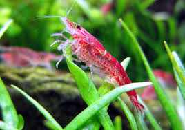 what grade is my red cherry shrimp red cherry shrimp