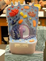 We did not find results for: Animal Cell Model Diagram Project Parts Structure Labeled Coloring And Plant Cell Organelles Cake Animal Animal Cell Project Animal Cells Model Cells Project