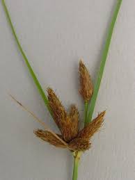 Image result for Bolboschoenus