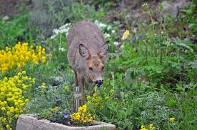 Some favorite deer resistant perennials include daffodils, coneflowers, ferns, foxglove, peonies and iris. Do Deer Eat Peonies And Ways To Protect Peonies Conserve Energy Future