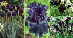We did not find results for: 12 Types Of Black Flowers In India India Gardening