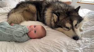 Giant Husky Wakes Adorable Baby Boy Up! He Looks Like A Wolf!! - YouTube