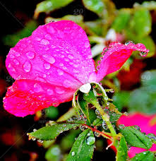 Love flowers for valentine s day gardening on carousell. The Rose Morning Rain A Sign Of Love Beautiful Flower Gratitude Appreciation Grace Elegance Floral Floral Admire Gentleness Passion Joy Sweetness Happiness Friendship Common Romantic Pink Petal Blossom Dew Raindrops Nature Landscape Delicate