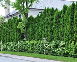 Clf = randomforestclassifier(n_estimators=100) import pydotplus import six from sklearn import tree. Creating A Sense Of Privacy Privacy Landscaping Privacy Landscaping Backyard Landscaping Trees