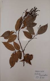 Image result for Dialium schlechteri