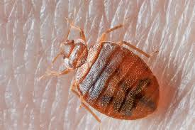 Последние твиты от bed bug pest contol (@bed_bugs_london). Pest Control In Lewisham And South London