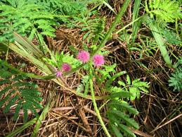 Image result for Mimosa diplotricha