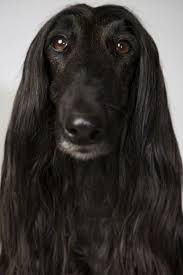American Black And White Hound Dog Afghan Hound Photo Chien Levrier Afghan Levrier