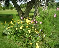 Our plants, trees and shrubs are specifically grown for our high desert climate & soil. Gift Wrap That Grows And Blooms Colorful Wild Flowers Seeded To Create Colorful Garden Seeds Patio Lawn Garden Semo Es