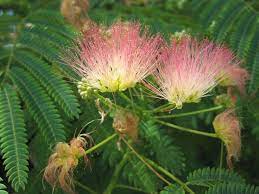 Albizia Julibrissin Silk Tree Silk Tree Mimosa Tree Tree