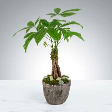 We did not find results for: Money Tree By Bloomnation In Philadelphia Pa Philadelphia Flower Market