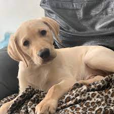 Dam and sire have white coats and the puppies will have. Labrador Retriever Puppies Lab Puppy For Sale Lab Puppies For Sale Labrador Retriever Puppies For Sale Sammy Labrador Retriever