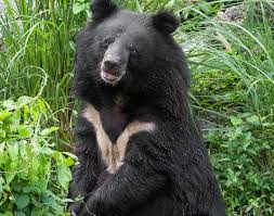 Black Bear Stuffed Animal Names The Asiatic Black Bear S Scientific Name Selenarctos Thibetanus Means Moon Bear Of Tibet Because Of The Large Whi Moon Bear Bear Stuffed Animal Black Bear