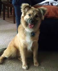 While we really recommend that you acquire one through a rescue, we understand that some people might go through a breeder to get their. 12 Great Pyrenees German Shepherd Mix Ideas Great Pyrenees German Shepherd Mix German Shepherd