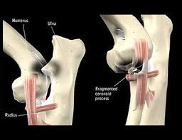 The following 40 files are in this category, out of 40 total. Dog Hip Pain And Bone Diseases Causing Joint And Leg Pain And Limping In Growing Canines
