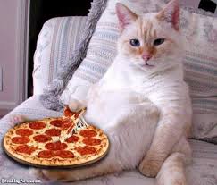 Funny Cat Eating Pizza In Bed Funnycat Pizzacat Catinbed Animal Quiz Pizza Cat Cat Care