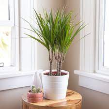 Seuss' the lorax, this sprightly and structural plant is a compact variety from the dragon tree family. Dragon Tree Indoor Plant Care Growing Guide