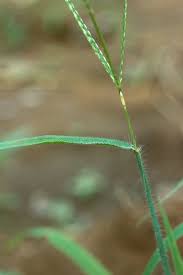 Image result for Digitaria pearsonii