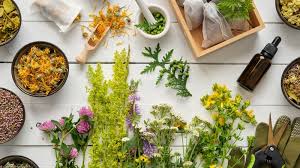 TOP 6 loại thảo dược tốt cho sức khỏe và lưu ý khi dùng