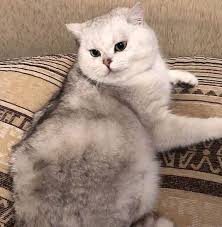It is absolutely interesting to name the cats in relation to the interestingly most of the calico cats are born female as they tend to possess xx chromosomes. Cat Names Starting With M 250 Best Cat Name Ideas Start With M