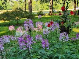 Image result for Cleome macrophylla