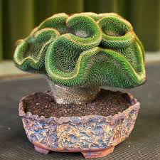 El cactus crece originalmente en áfrica y en américa central y del sur. Tipos De Cactus