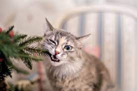 A christmas cactus is a safe plant i would check other anwsers, but this is what i heard. Are Poinsettias Poisonous To Cats And Dogs 5 Christmas Plants Toxic To Pets
