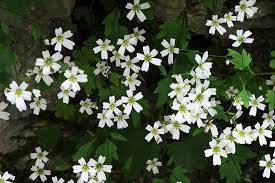 Ghirlanda piccola fiori bianchi diam. I Fiori E Le Piante Simbolo Delle 20 Regioni Italiane Corriere It