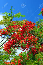 Emerald green arborvitae, thuja green giant, leyland cypress Beautiful Red Flowers On A Blooming Poinciana Tree In Florida Stock Photo Picture And Royalty Free Image Image 14043019