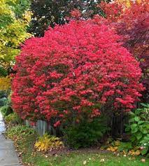 Burning Bush Shrub Bushes Shrubs Garden Shrubs Burning Bush Shrub