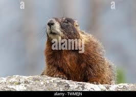 Yellow-bellied Marmot, Grand Teton National Park, Wyoming Stock Photo -  Alamy