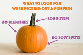 How long does opened canned pumpkin last in the refrigerator? How Long Do Carved Pumpkins Last Before They Rot