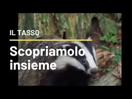 Come allontanare il grillotalpa da orto e giardino? Vita Da Tasso Un Animale Simpaticissimo Youtube