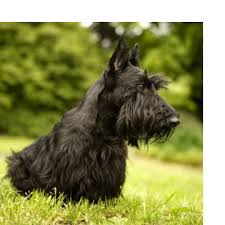 Some of the symptoms of canine bladder cancer that you may spot at home to be on the alert for are as follows: Urinary Bladder Cancer Research College Of Veterinary Medicine Purdue University