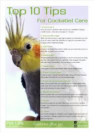 Types Of Birds You Can Have As Pets Cockatiels Make Great Pets If You Are Knew To Owning One Here Are Some Care Tips Cockatiel Cockatiel Care Bird Supplies