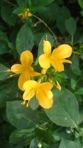 Image result for Barleria lugardii
