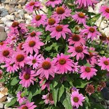 Image result for Echinacea purpurea `Magnus`