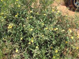 Image result for Melhania randii